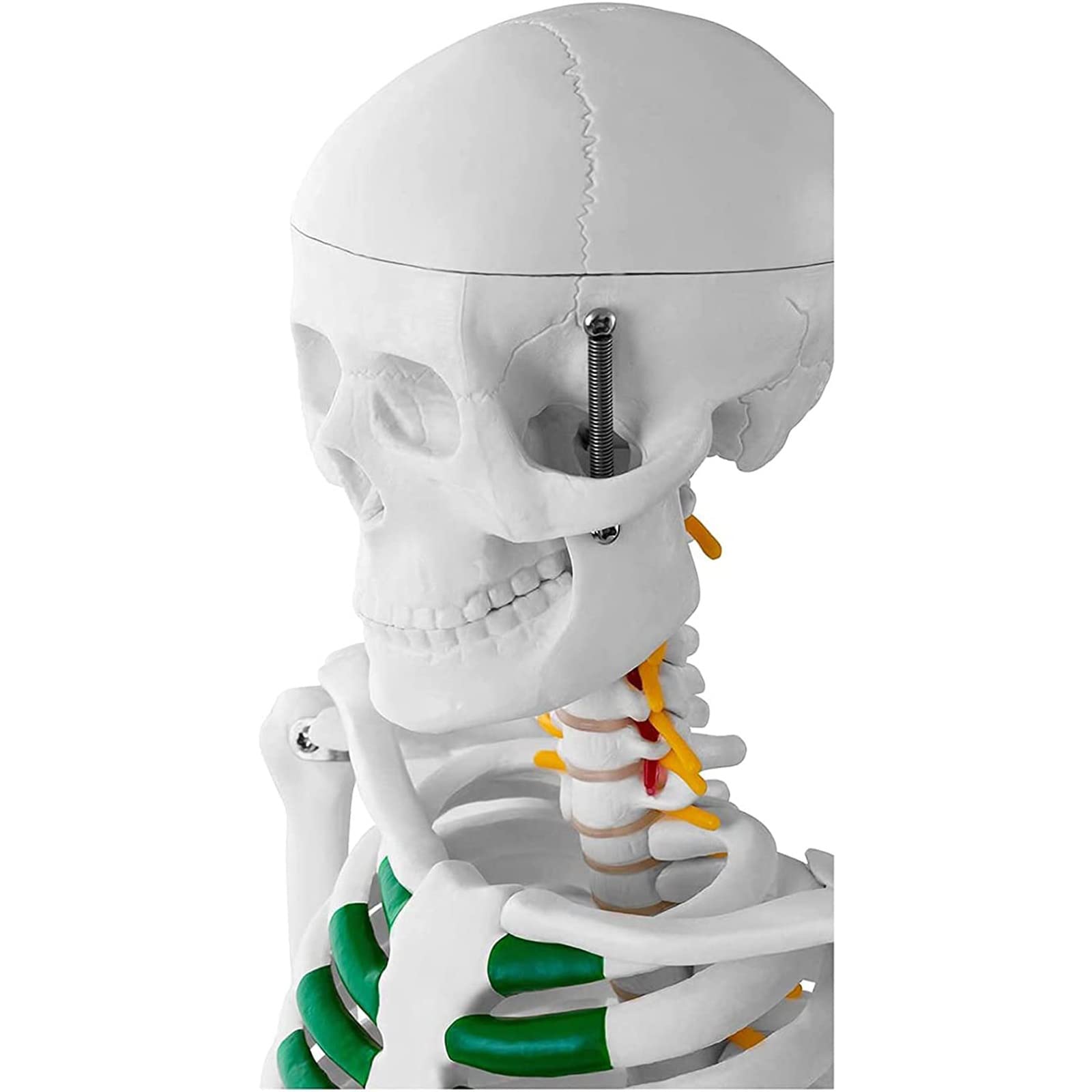 Model szkieletu człowieka, mini reprodukcja anatomii elementarnej 85 cm Model anatomiczny szkieletu człowieka do nauczania medycznego (PVC, z prętem nośnym, chrząstka w kolorze zielonym)