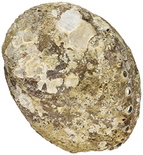 1 X Pearlized Smudging Abalone Shell - //coolthings.us