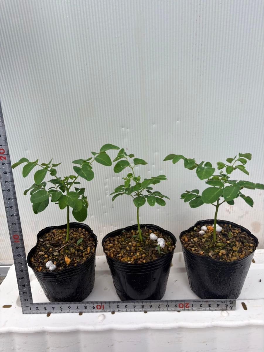 #003 モリンガ　苗　豪華セット　入手困難　コンパクト仕立て Amazon.co.jp: モリンガ 苗 3本セット 鉢植え 観葉植物 ハーブ