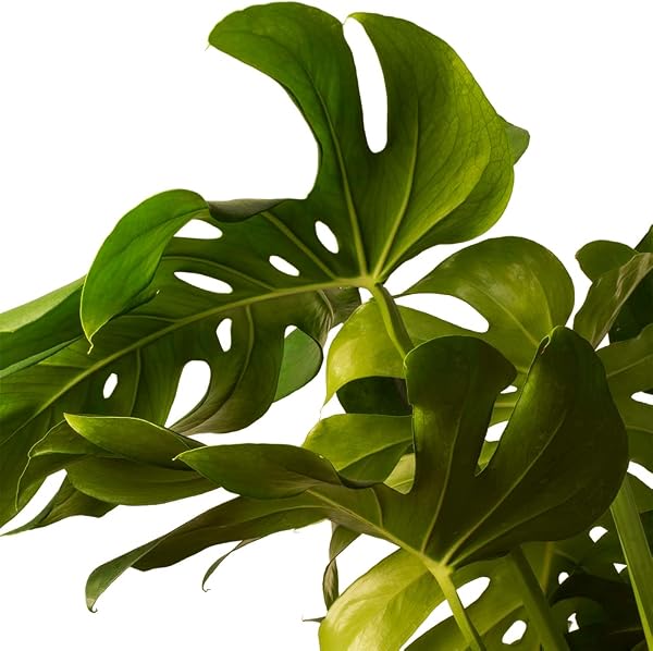 Monstera Deliciosa o Costilla de Adán | Planta natural de interior estilo tropical con altura 55-65 cm - Maceta del 17ø | April Plants - 4