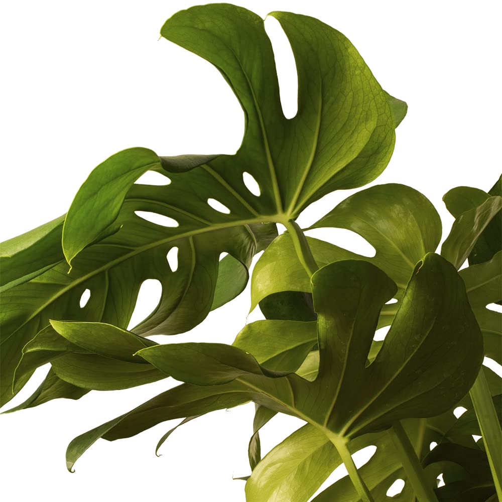 Monstera Deliciosa o Costilla de Adán | Planta natural de interior estilo tropical con altura 120-130 cm y con tutor incluido - Maceta del 24ø | April Plants