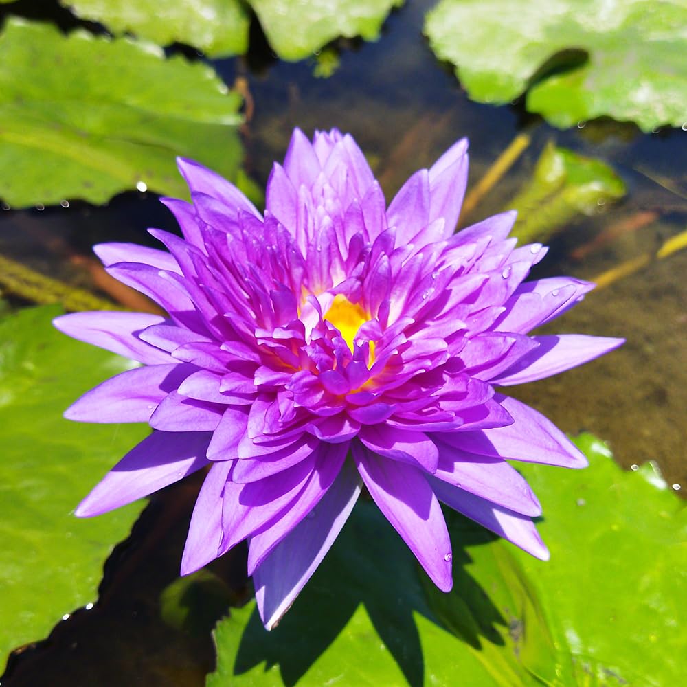 Lily Pond Store - King of Siam Live Tropical Waterlily Plant