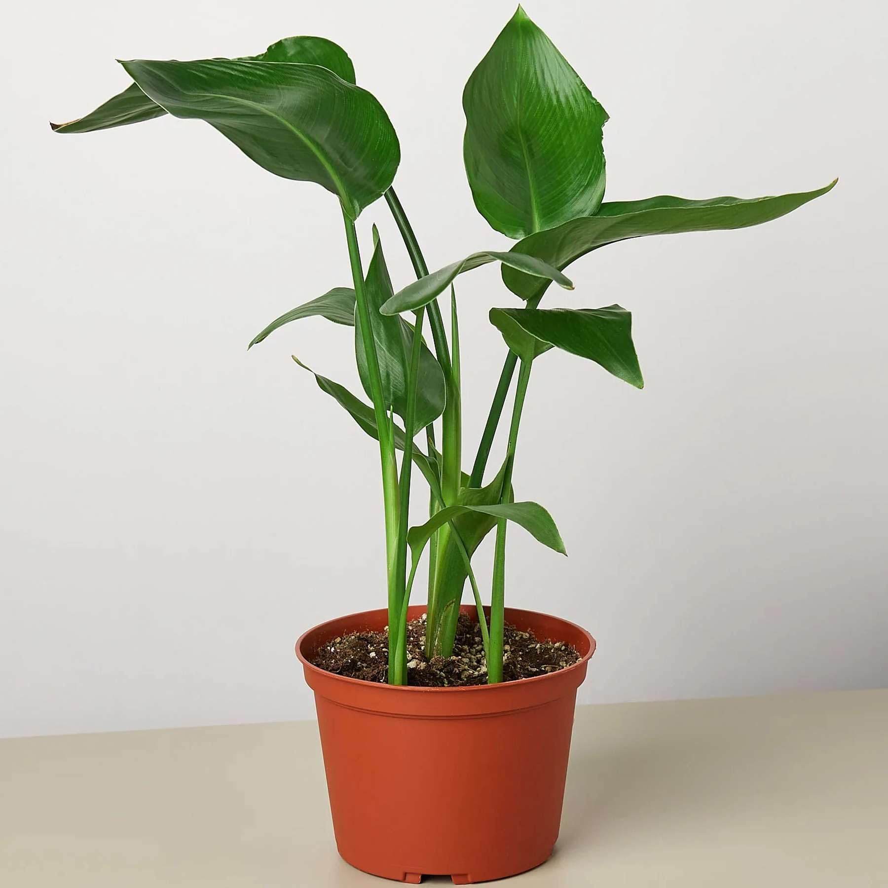 Thirsty Leaves White Bird of Paradise