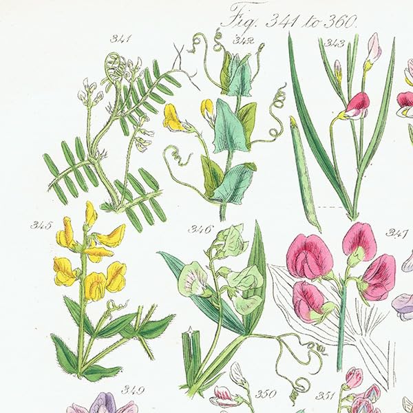 Amazon.co.jp: イギリス アンティーク ボタニカルアート植物画