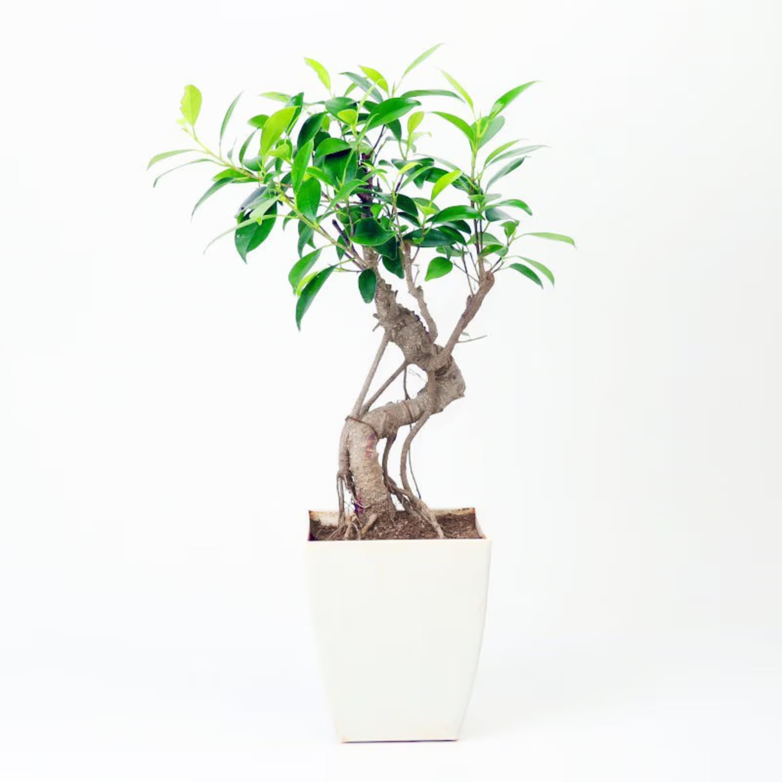 FlowerAura Decorative Airpurifying Foliage S Shape Ficus Bonsai Live Indoor Plant With White Plastic Pot Vase For Living Room, Table Corner, Balcony, Kitchen, Office/Home Decor (Same Day Delivery) (B0C3J31PNB) Amazon Price History, Amazon Price Tracker