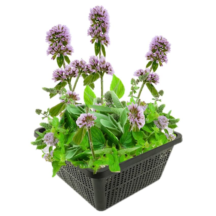 vdvelde.com - Wasserminze - 4 Stück - 1 Teichkorb - Mentha Aquatica...