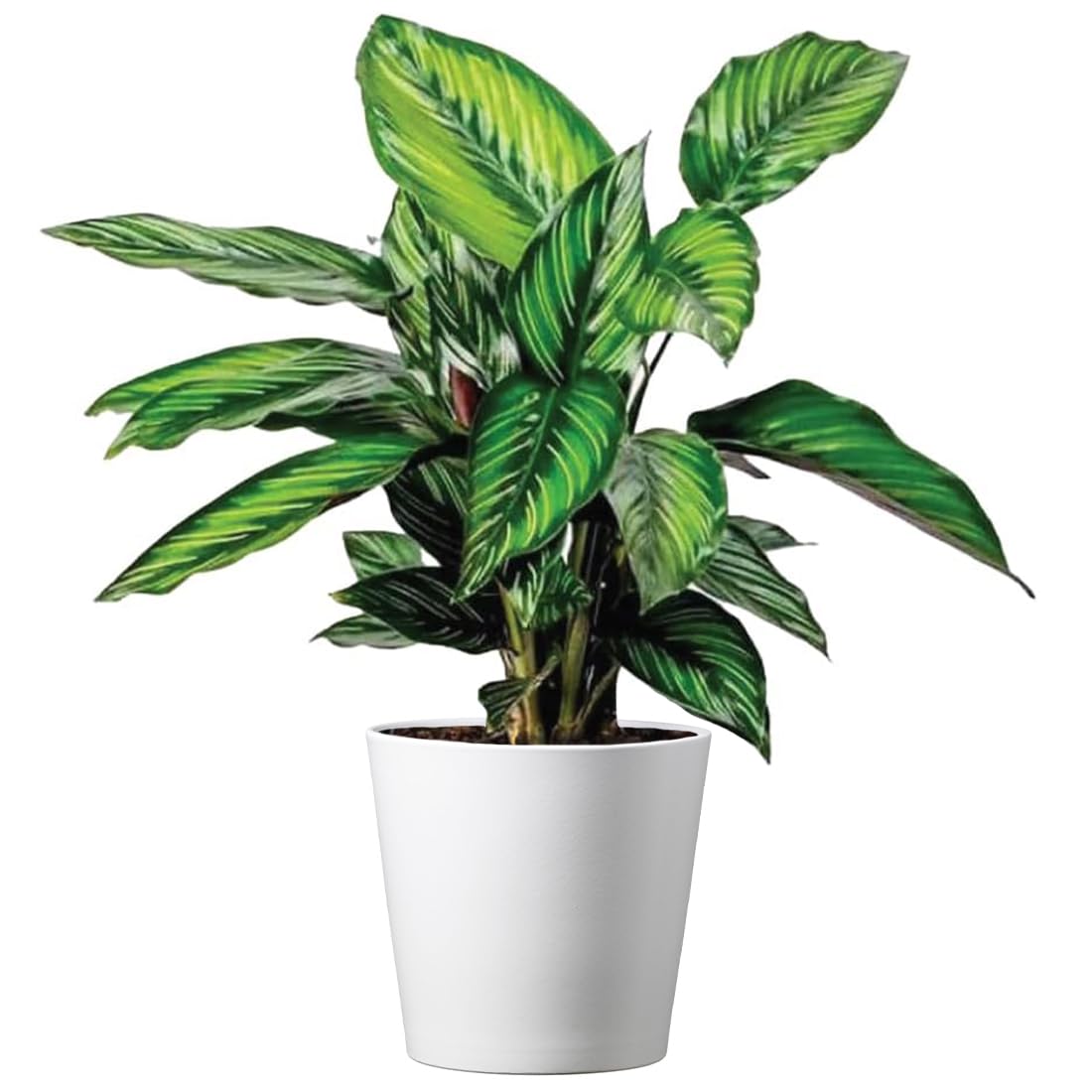 Amazon.com : American Plant Exchange Live Calathea 'Beauty Star'  6-Inch  Pot Cover  Pet-Friendly Tropical Houseplant with Striped Green Leaves for  Low Light Homes, Offices, Shelves & Indoor Dcor : Patio,