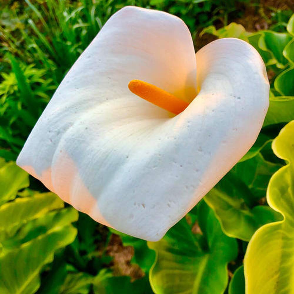 3pcs Witte Calla Lelie Bollen Ingemaakte Calla Bollen Heirloom Bloembollen voor Home Office Party Bruiloft Decoraties Licht Aroma