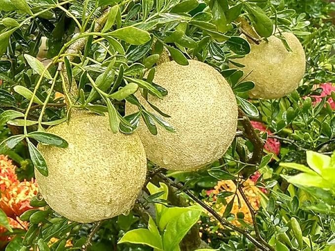 Image of All-Time 12 Months Hybrid GRAFTED Live Fruit Plant Original & Authentic Organic Tree for Outdoor Fast-Growing Fruit Plant Home Gardens Pack Of-1 (Wood-Apple Fruit Plant, Medium)
