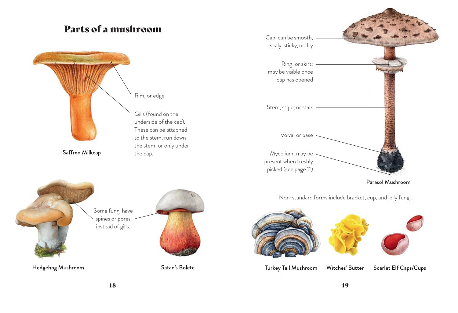 Mushroom Miscellany: An Illustrated Guide Featuring Fun Facts, Mushroom Profiles, Recipes & More