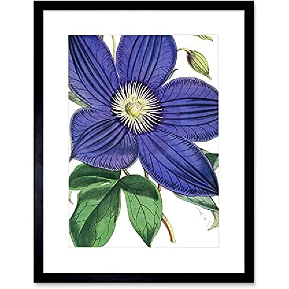 Big Purple Clematis Flower Unframed Art Print Poster Wall Decor 12x16 inch