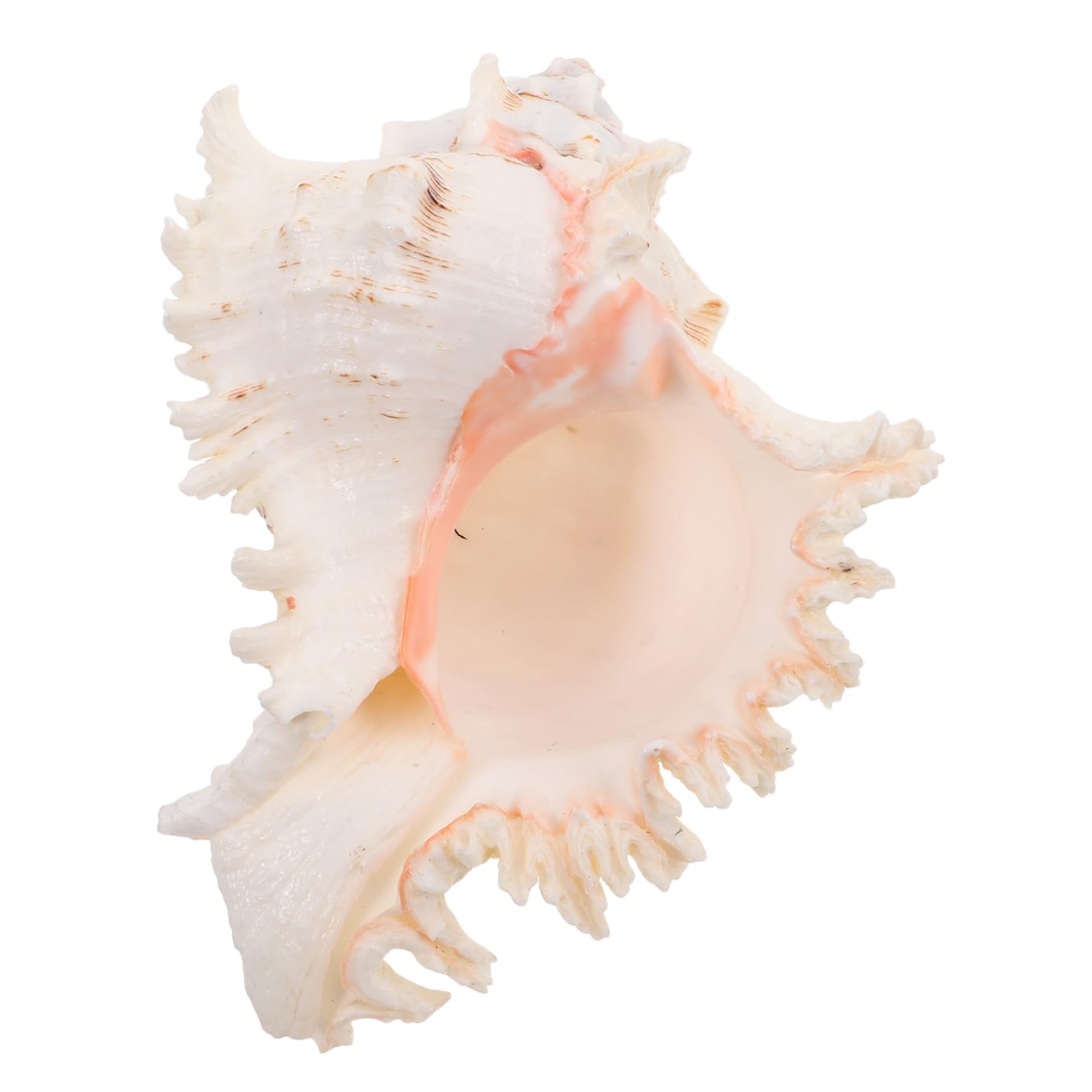 ABOOFAN Conchiglie Naturali Beige in Conch per Decorazioni Versatili da Vase Filler, Perfette per Centrotavola Matrimonio a Tema Spiaggia e Arredamento