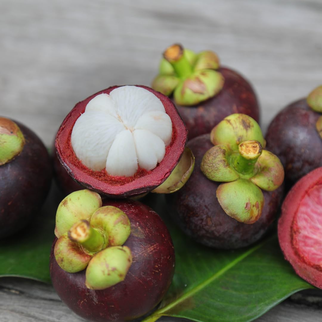 M-Tech Gardens Rare Mangosteen (Purple Mangosteen/Garcinia mangostana,Seedling) Exotic 2 Live Fruit Plants (B0DBFV8DBD) Amazon Price History, Amazon Price Tracker