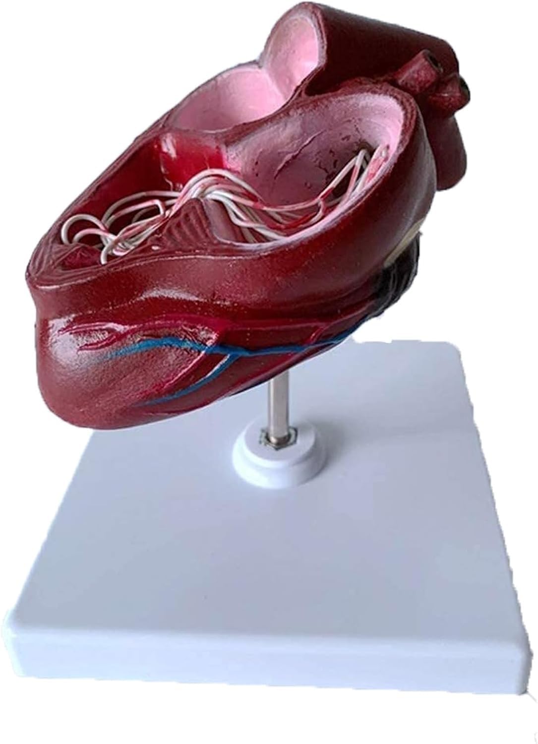 1 szt. Model anatomiczny serca psa - Model z podstawą do użytku w placówkach opieki zdrowotnej, do celów edukacyjnych i ekspozycji w klasie