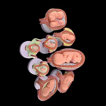 Amazon.co.jp: 胎児発生モデル 妊娠解剖モデル 骨盤セット 8個の