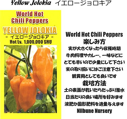 Amazon.co.jp: 辛とうがらし Yellow Jolokia イエロー ジョロキア 9cm
