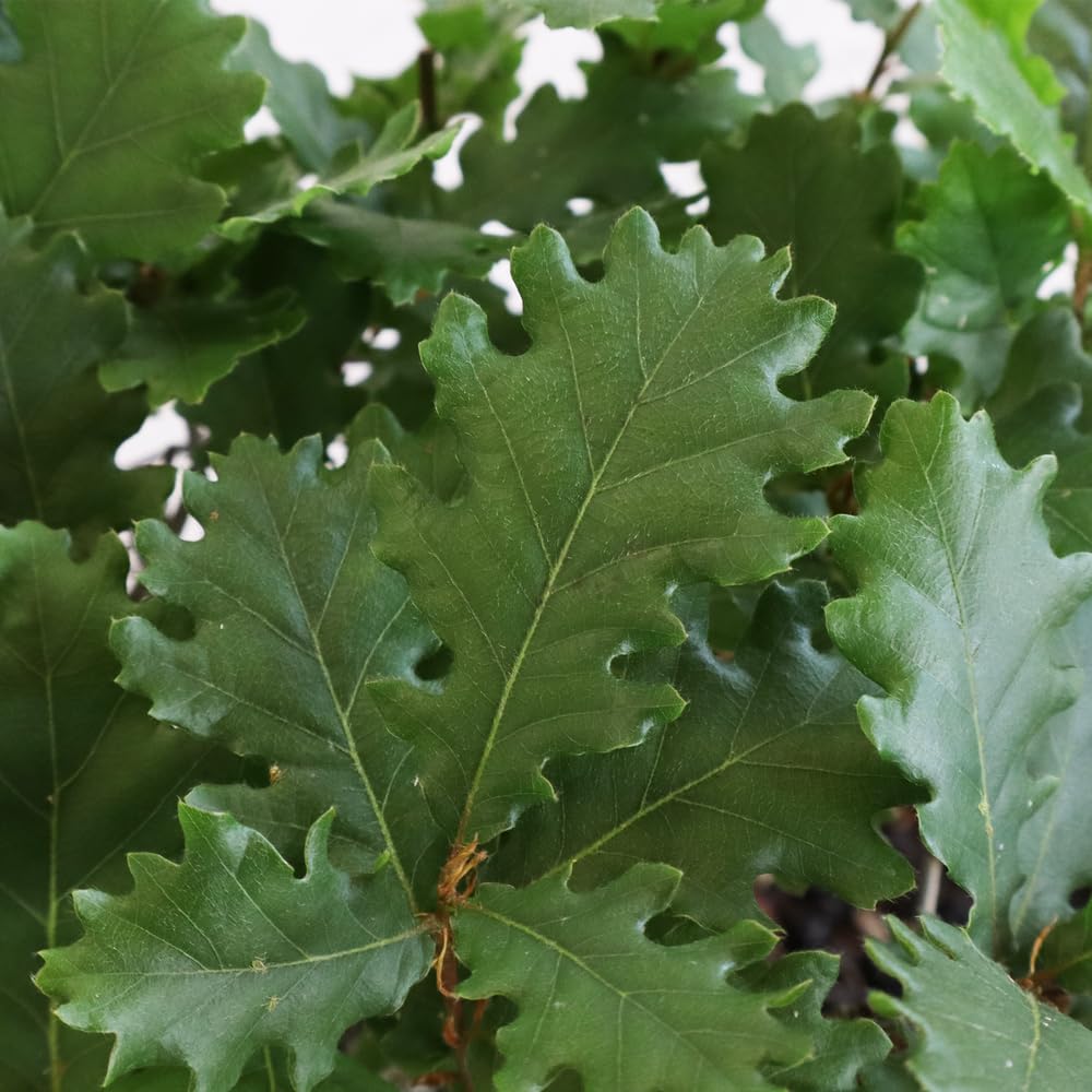 KENTIS - Bonsaï Quercus Pubescens - Bonsaï Chêne pubescent du Japon - Vraies Plantes Décoratives d'Extérieur - H 25-35 cm Pot en Céramique Ø 21 cm