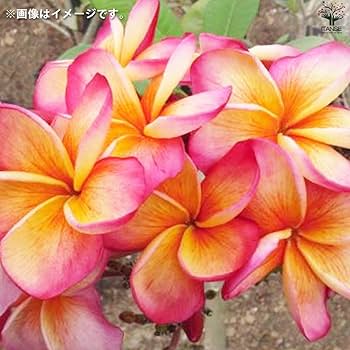 ❃purumeria❃さま専用 ❃purumeria❃さま専用 New Releases — Jim Little Plumeria JAPAN