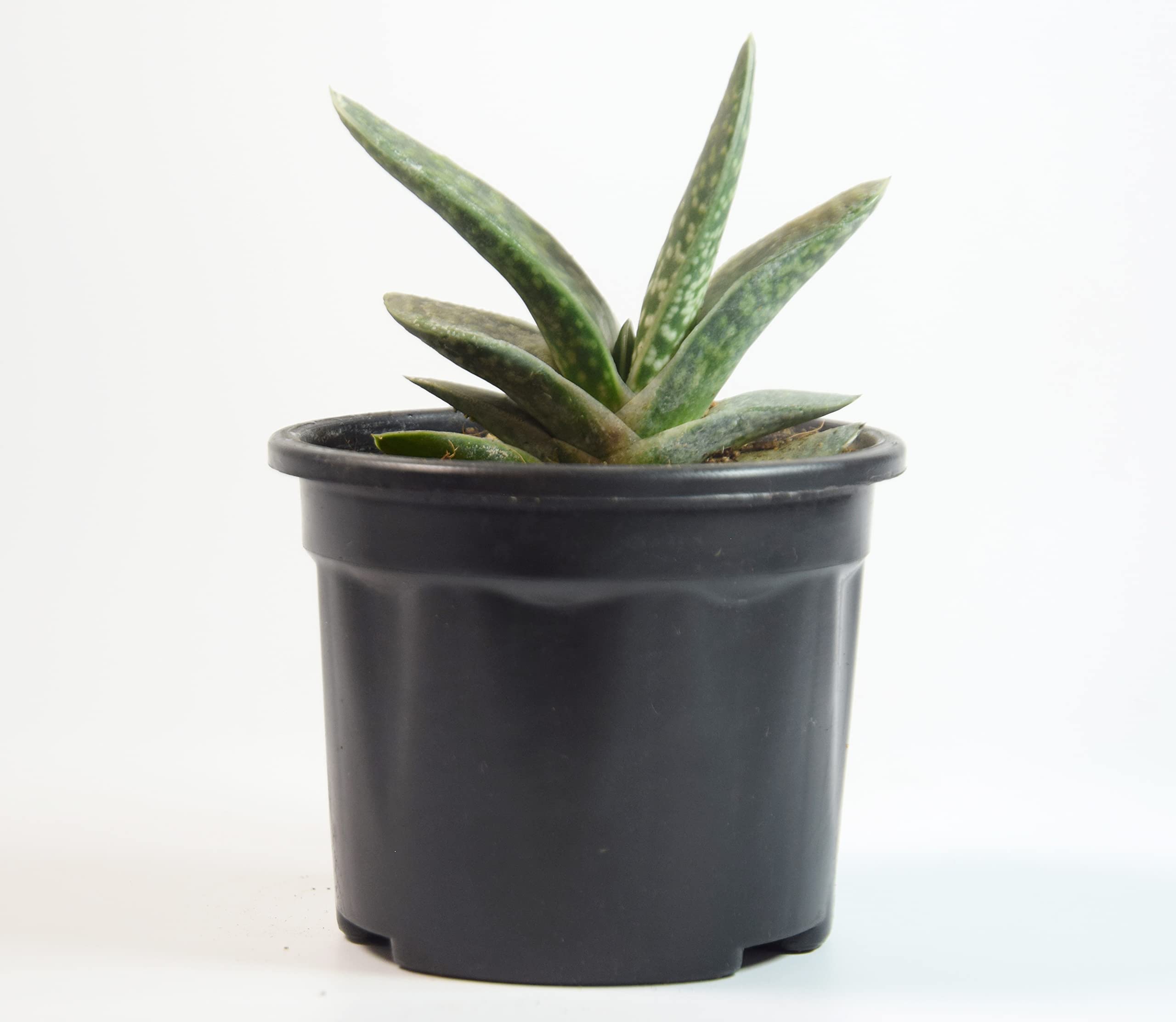 Gasteria Succulent Live Plant Gasteria spp. Cow-tongue 3 Inch Pot By India Gardening