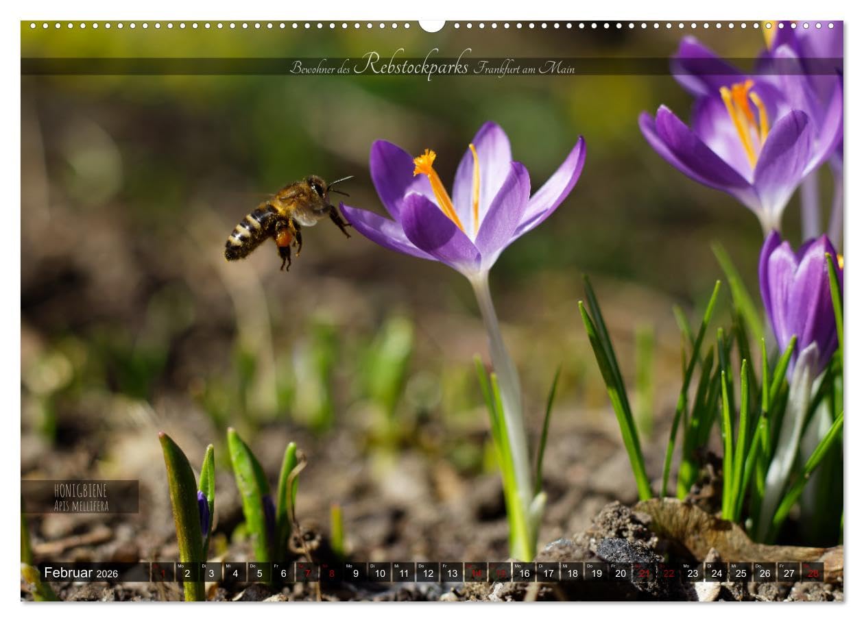 Bewohner des Rebstockparks Frankfurt am Main (Wandkalender 2026 DIN A2 quer), CALVENDO Monatskalender: Große und kleine Tiere im Rebstockpark in Frankfurt am Main (CALVENDO Tiere)