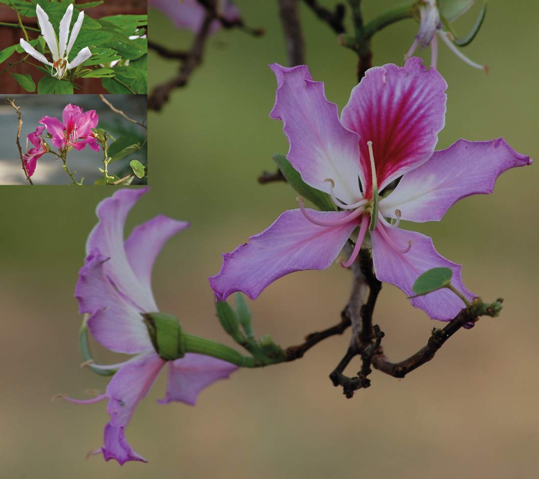 Ecocube Fragola Biologico - Kit Coltivazione In Cubo Di Legno, Semi Biologici, Regalo Sostenibile