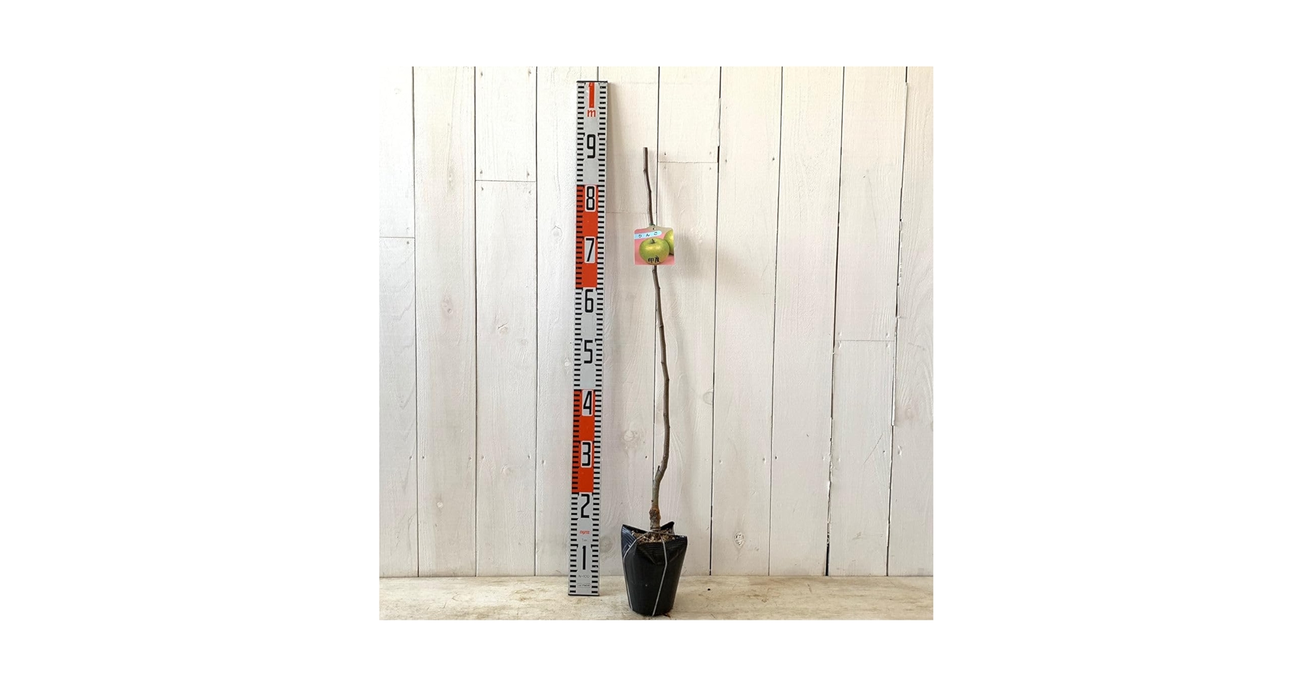 Amazon.co.jp: リンゴ 苗木 印度 13.5cmポット苗 インドりんご りんご Amazon.co.jp: リンゴ 苗木 印度 13.5cmポット苗 インドりんご りんご