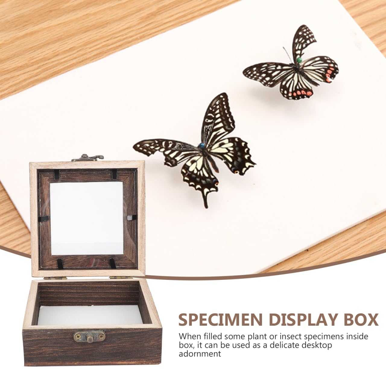Retro Schmetterlings Vitrine Holzbox Mit Klarsichtdeckel 10X10X4.5Cm – Insekten Displaybox Für Sammlerstücke Schmuck Aufbewahrung Und Dekoration