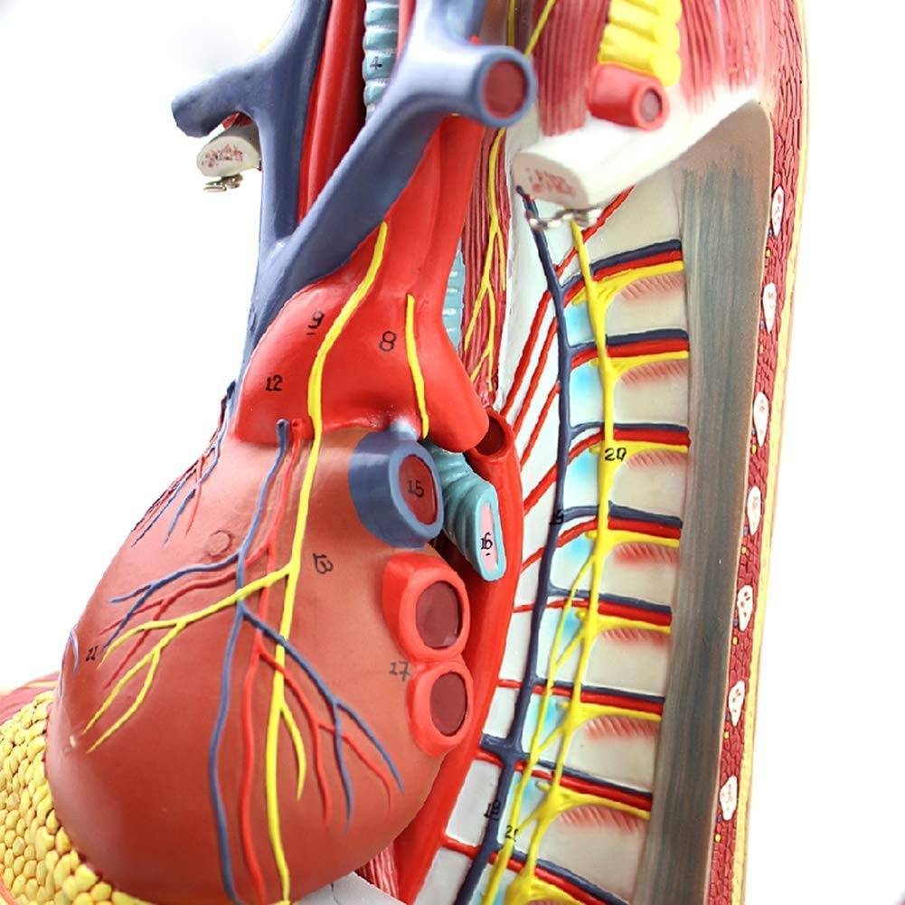 Model śródpiersia, Model Anatomiczny Serca, Mostek, Grasicy I Śródpiersia, Materiał Wsparcia Do Studiów W Klasie Nauk.