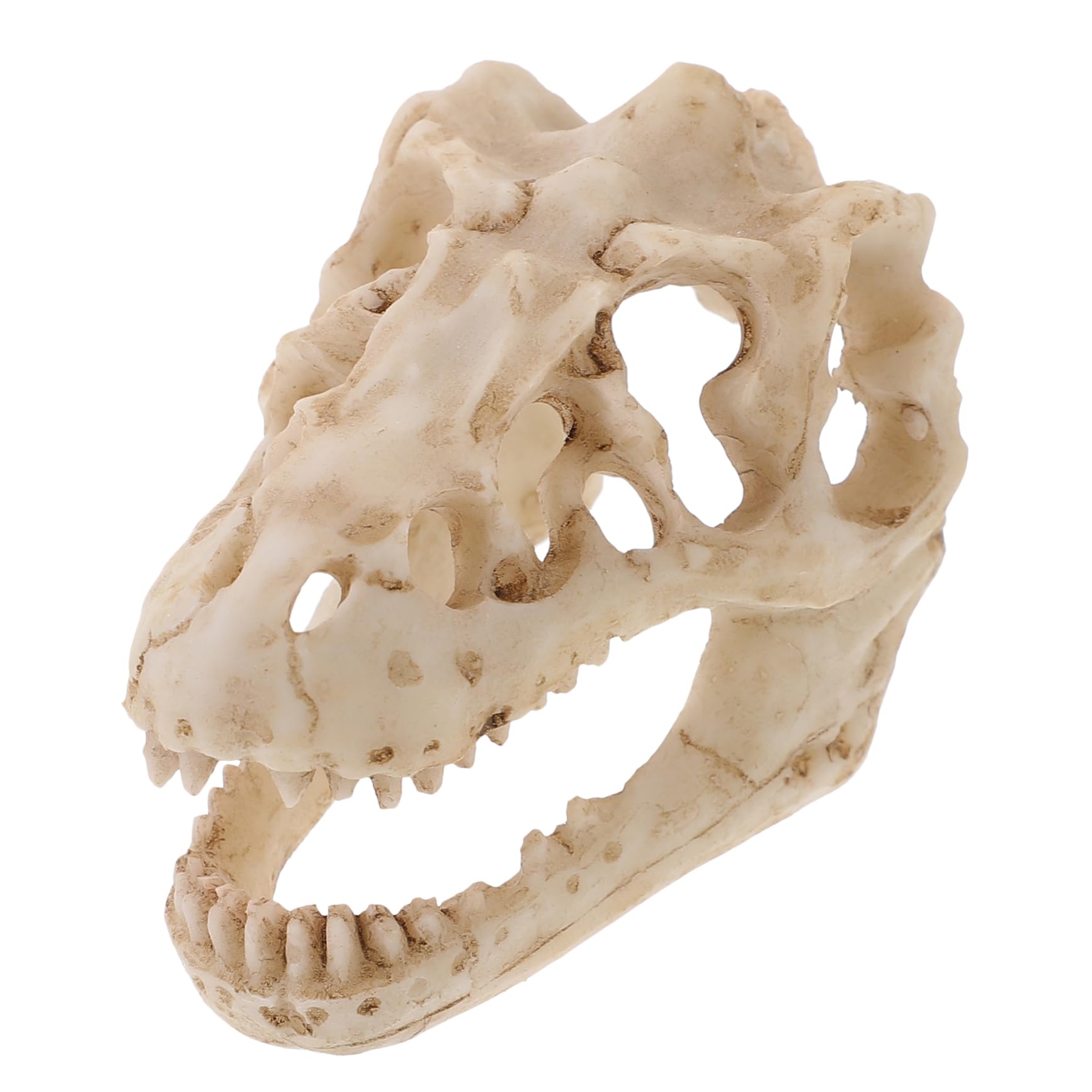 木彫　恐竜　アリオラムス　頭骨模型 木彫 恐竜 アリオラムス 頭骨模型