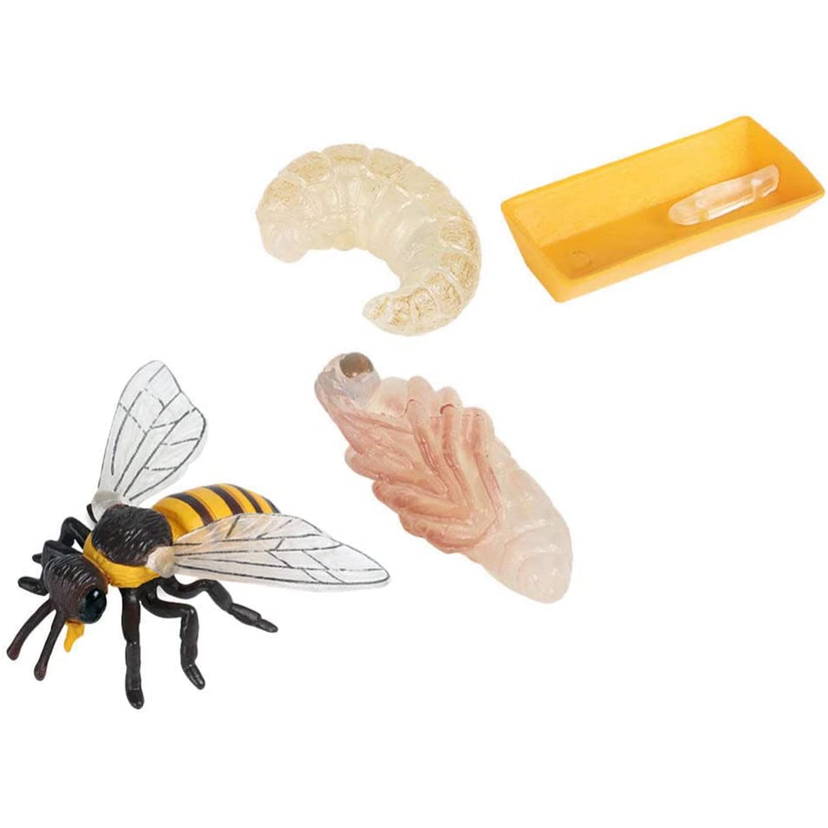 Packung mit 4 Insekten Figuren Lebens Zyklus der Honigbiene Realistische Insekten Figuren Spielzeug PäDagogisches Modell Spielzeug