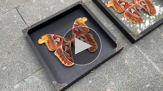 old sea＊MIYABI × antique butterfly old sea＊MIYABI × antique butterfly Vintage Butterfly Print