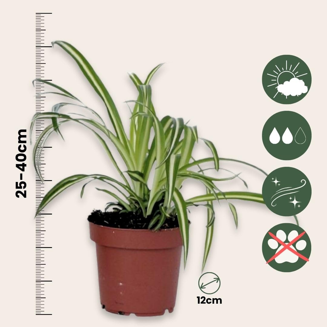 Plant in a Box - Chlorophytum comosum 'Atlantic' - Graslilie - 3er Set -  Grne Zimmerpflanze - Topf 12cm - Hhe 25-40cm : Amazon.de: Garten
