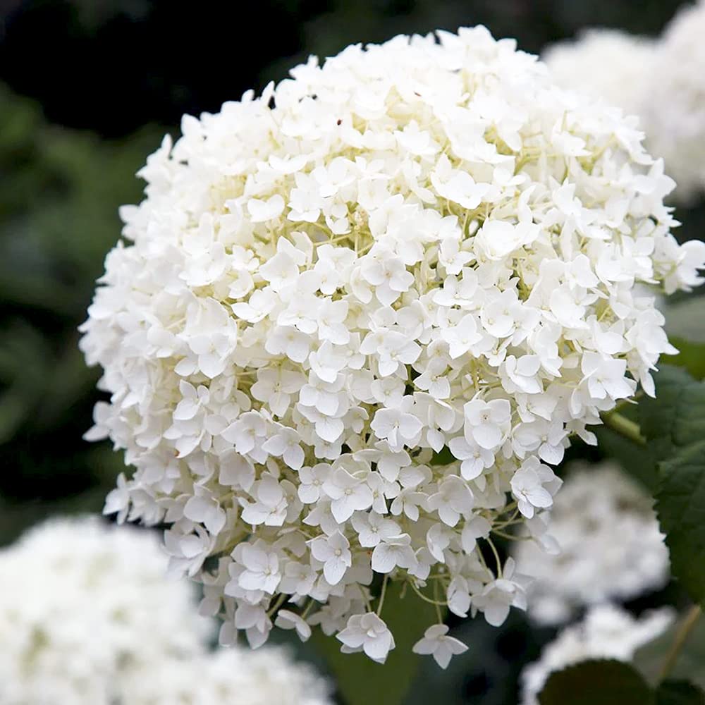 Amazon.co.jp: ITANSE アジサイ アナベル (白花) 3号ロング