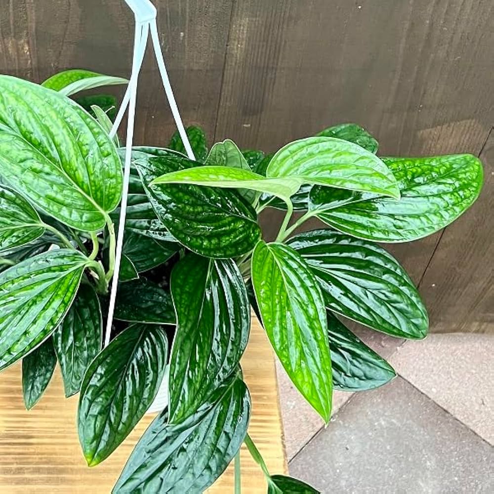 Amazon｜おしゃれ 観葉植物：モンステラ ジェイドシャトルコック