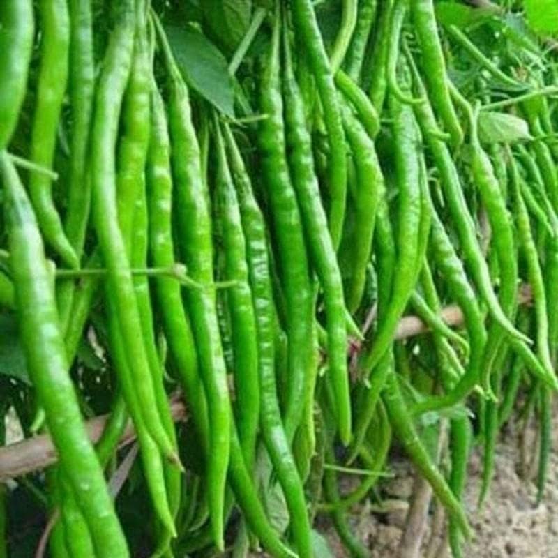 Ovule Long Heirloom Chili Pepper Superhot Chilli Pepper| Seeds Tested And Packed For Terrace and Home Gardening (Chilli) (200 Per Packet)