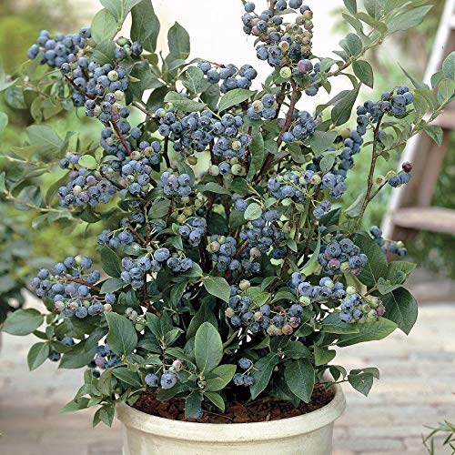 Royal Paradise Garden BEAUTIFUL and SWEET Dwarf Blueberry Sunshine Blue Self-fertile HARDY 30 seeds (B094NRQQ59) Amazon Price History, Amazon Price Tracker