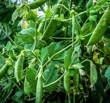 Rápidos de azúcar comestible Pod Inglés Correr guisante herencia huerta 25 Semillas