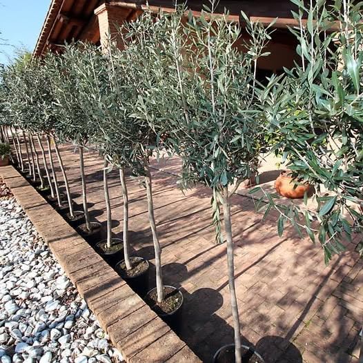 EURO PLANTS VIVAI Olivier Frantoio Plante Fruitière En Pot Hauteur 140-150 Cm – Âge 3 Ans