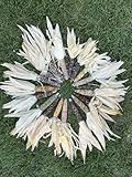Iowa Mini Indian Corn 6 Ears w/Husk Colorful Fall Decorative Crafts Hand Picked