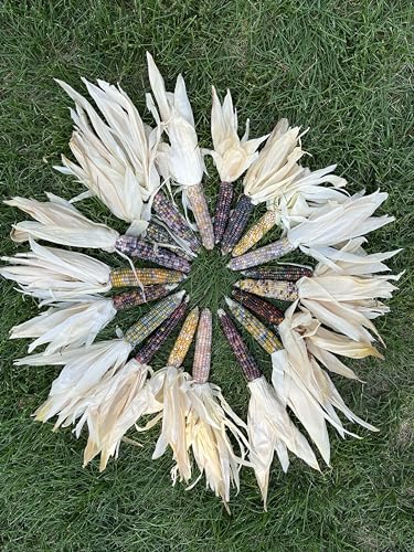 Iowa Mini Indian Corn 6 Ears w/Husk Colorful Fall Decorative Crafts Hand Picked