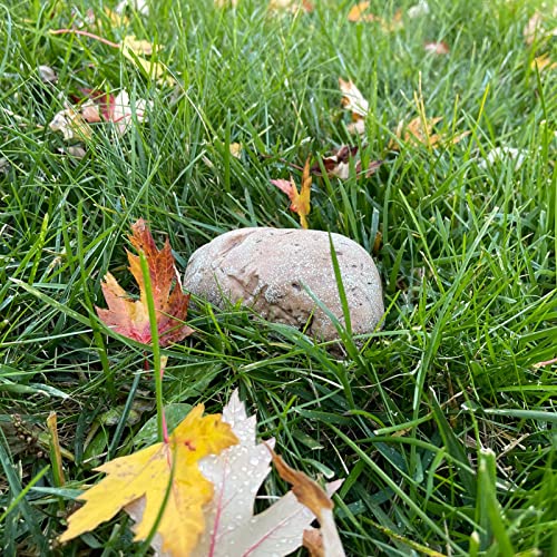 Pangaea Key Hider Fake Rock, Weatherproof And Safe For Spare Keys, Real Look And Feel Stone, Garden, Outdoor, Geocaching (Type-B Brown, 1 Pack) #TOP4