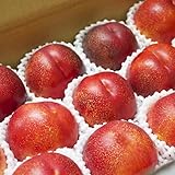 山梨県産 ネクタリン 黎明 1kg｜名人の育てた奇跡の甘さ 産地直送 フルーツ ギフト お中元 贈答用 【YUM NOSH】 (1kg箱)