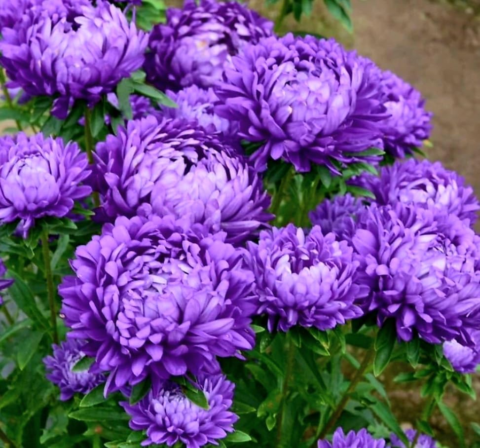 Amazon.com : 120 Chrysanthemum Seeds Authentic Chinese Spider Rare