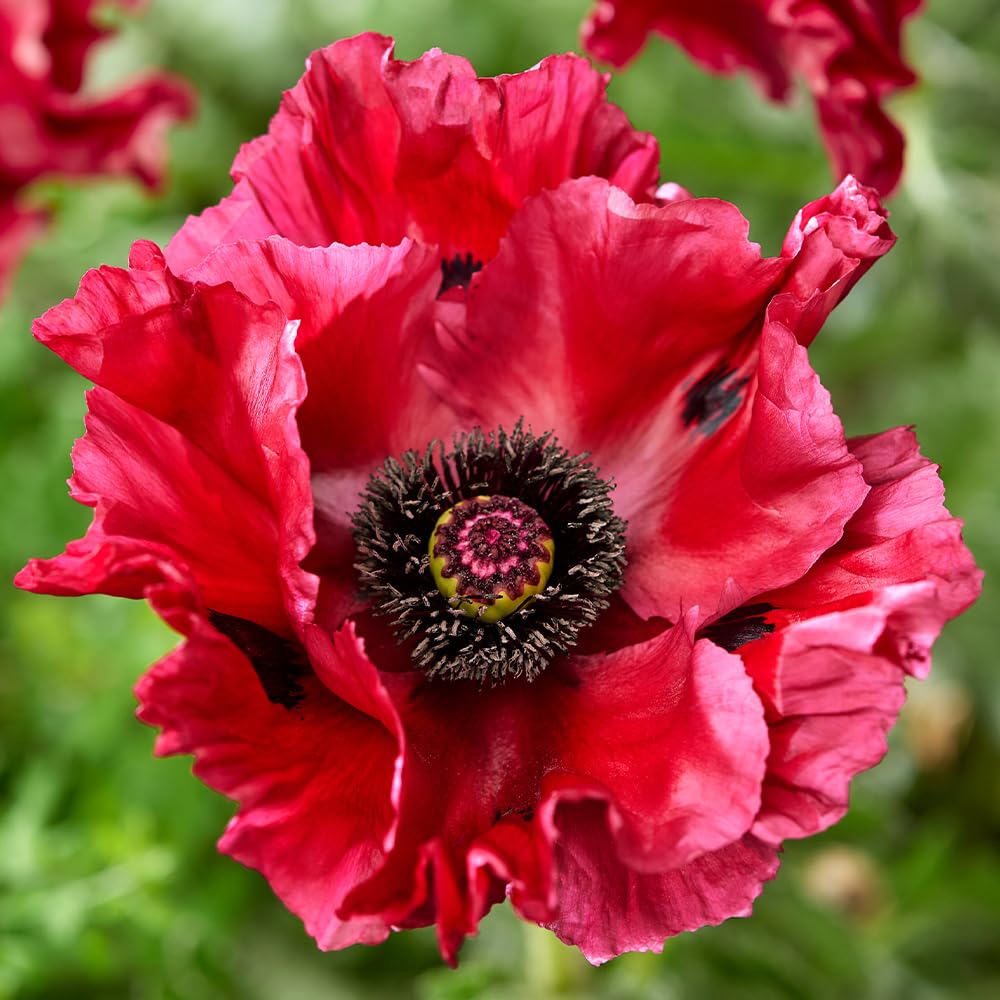 YouGarden - Papaver ‘Red Rumble’ Oriental Poppy Established Plant in a 9cm Pot
