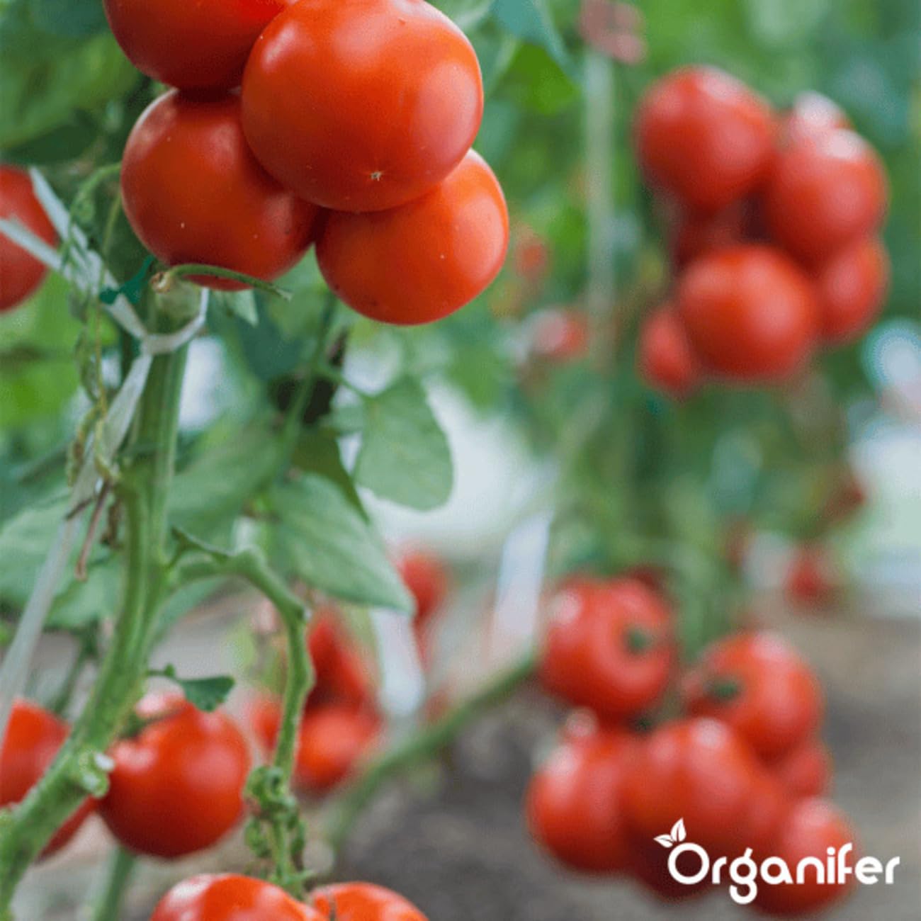 Pack Semillas De Tomate