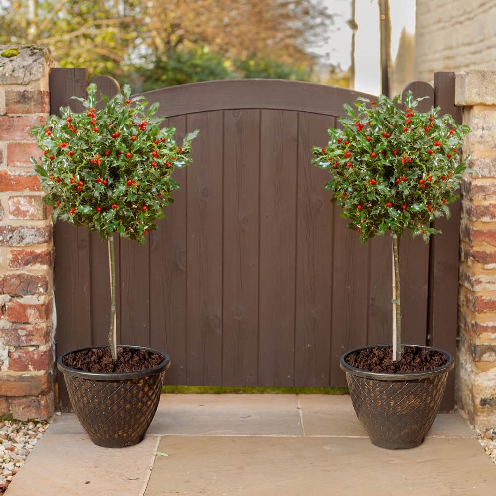 YouGarden Pair of Holly Tree Standards and Decorative Pinecone Planters, 80-100cm Tall, with 34cm Gold Effect Planters, Supplied as Garden Ready Potted Plants, Ready to Plant