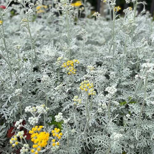 semi di senecione tomentoso bianco - giardino decorazione resistenti perenni rari balcone 250pcs