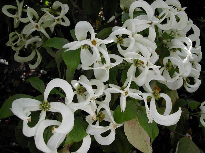 Cornus Florida urbiniana Magic Dogwood 1l Potted Plant