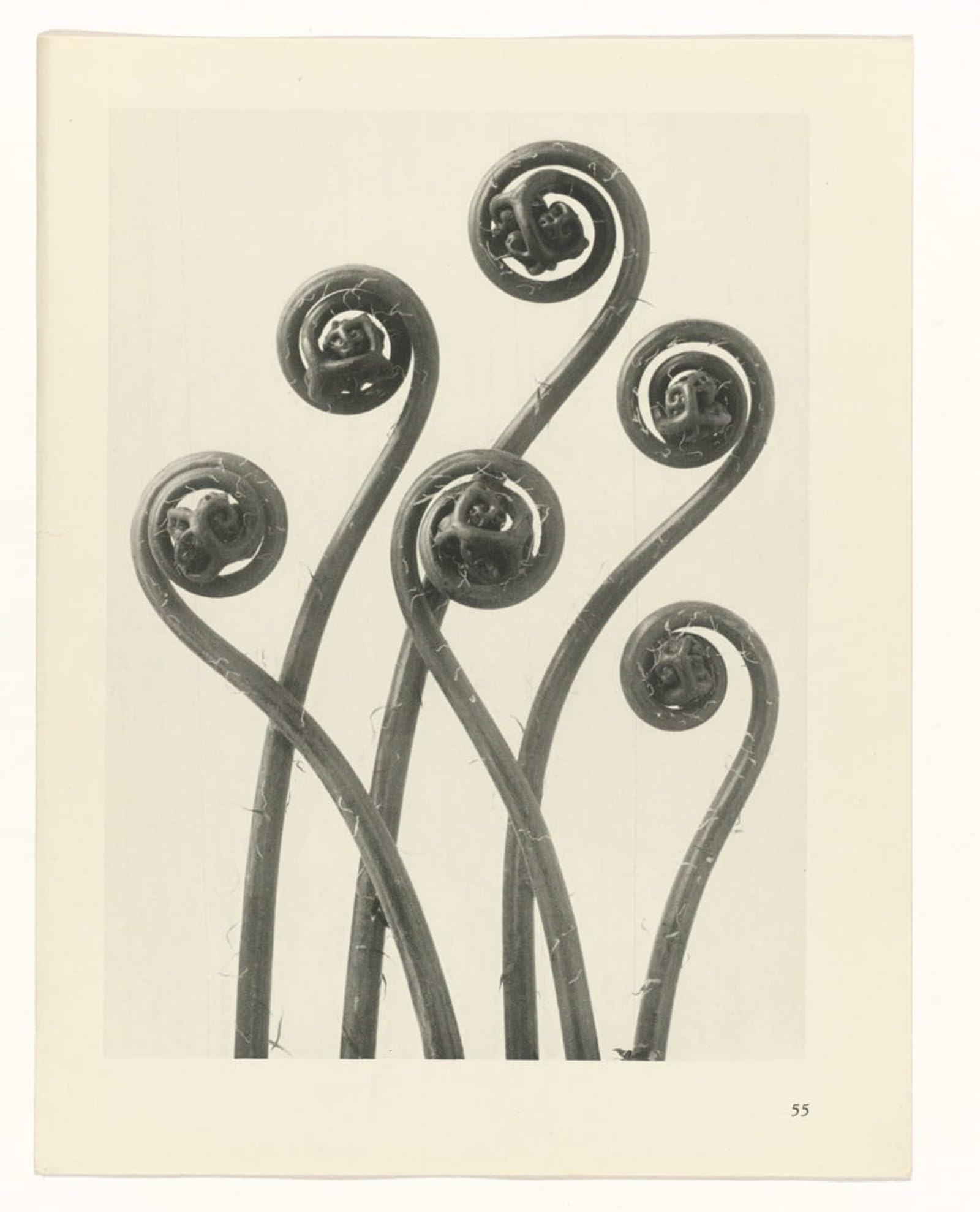 Posteriik No Frame Famous Animal Posters Vintage Picture Botanical Picture Painting Canvas Art By Karl Blossfeldt Modern Wall Decor For Home Decor 60X90cm