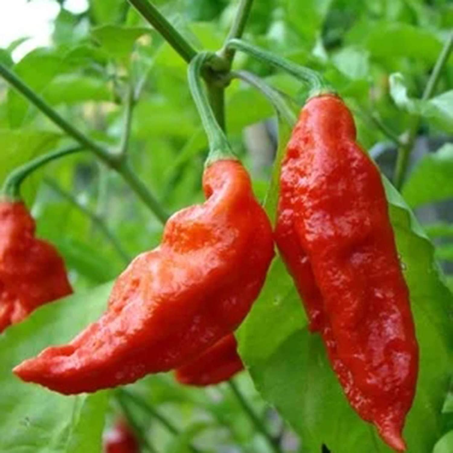 See full amazon price history chart for VibeX Easy to Grow Healthy Giant Spices Hot Chilli Pepper -300 Seeds VibeX Easy to Grow Healthy Giant Spices Hot Chilli Pepper -300 Seeds (B0B9Y5FBLC) Amazon Price History, Amazon Price Tracker